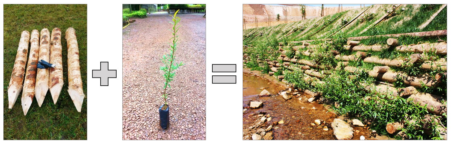 engenharia natural e bioengenharia de solos